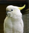 /album/cacatua/cacatua-1-jpg/